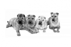 Fenotip: definicija, primjeri, međusobno povezivanje sa genotipom i genetskom raznolikošću Fenotip: definicija, primjeri, međusobno povezivanje sa genotipom i genetskom raznolikošću